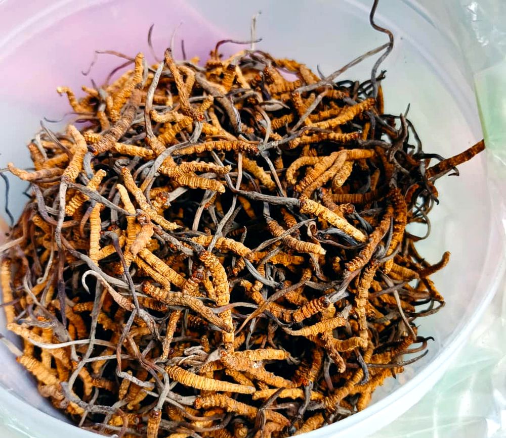 Freshly harvested wild Bhutan Cordyceps Sinensis in a bowl