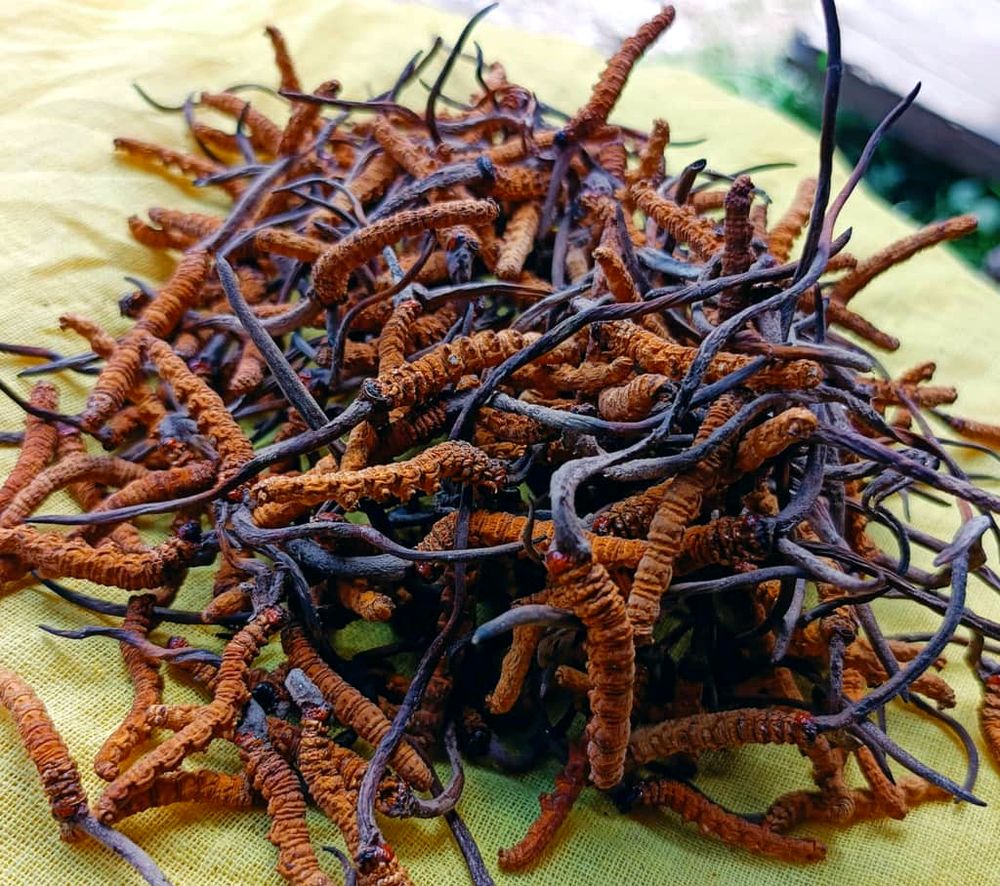 Wild Cordyceps Sinensis harvest from the Bhutanese highlands
