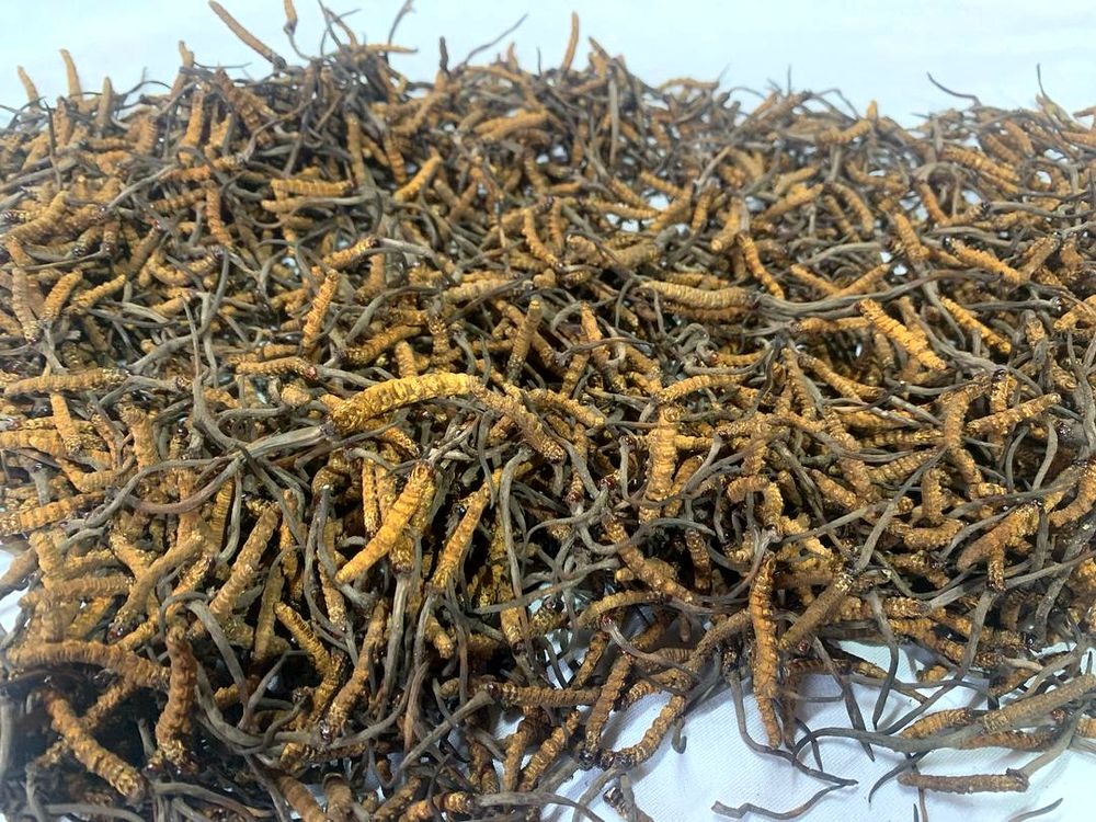 A generous harvest of wild Bhutan Cordyceps