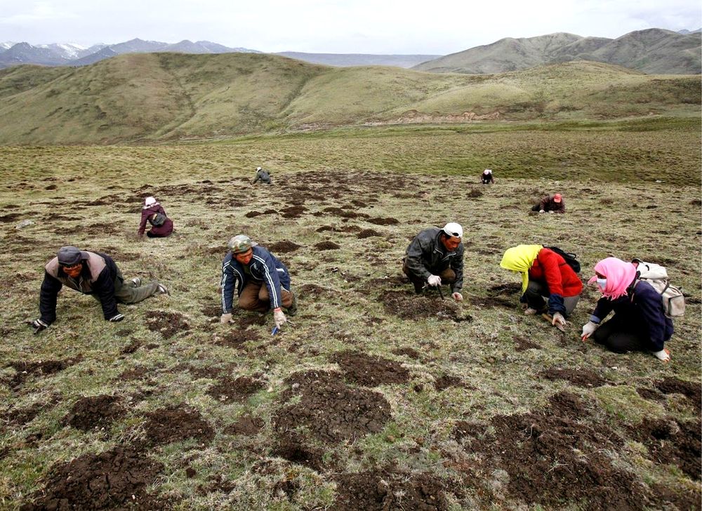 Harvesters searching the highland meadows of Bhutan