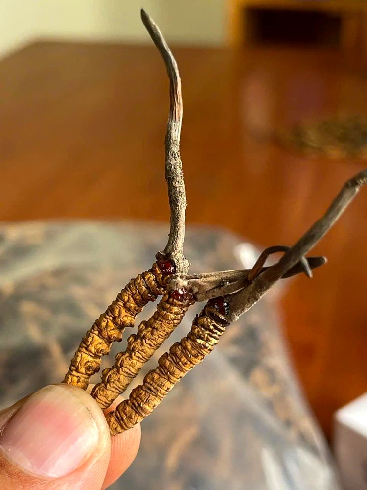 Fanned macro close-up of wild Cordyceps Sinensis specimens