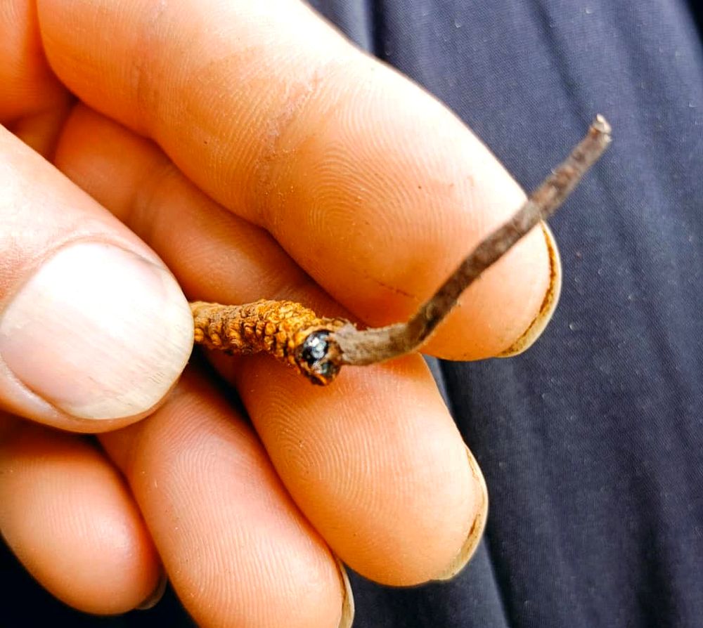 Close-up macro photo of a single wild Cordyceps Sinensis