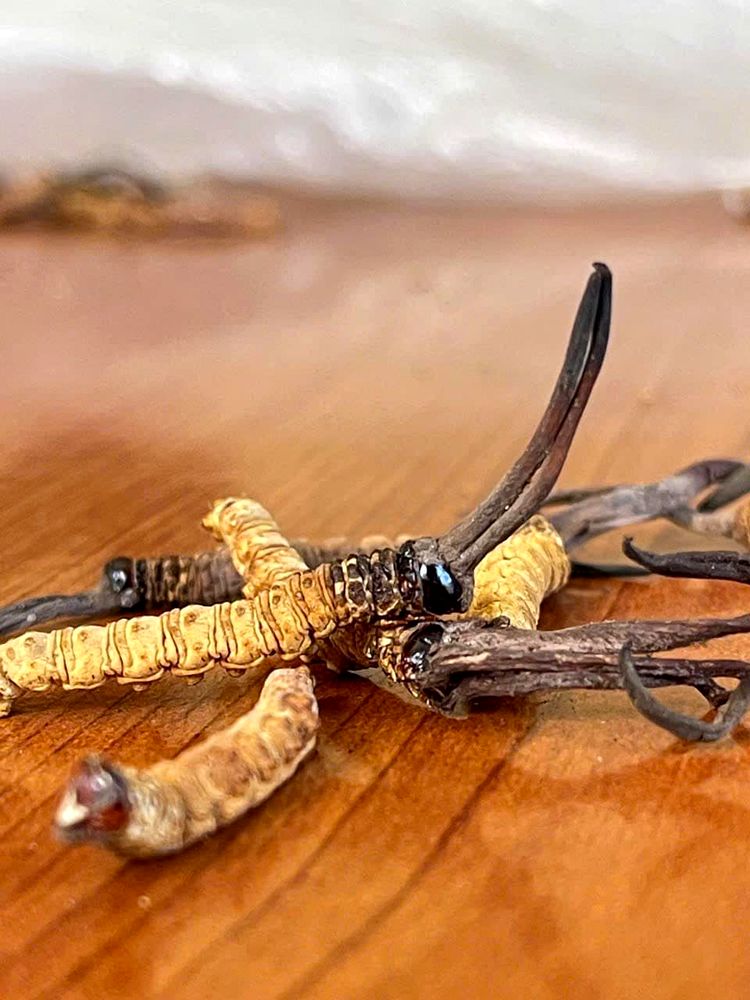 Macro detail shot of wild Cordyceps Sinensis