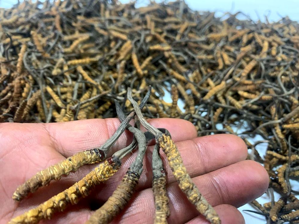 Wild Cordyceps Sinensis being selected and checked by hand
