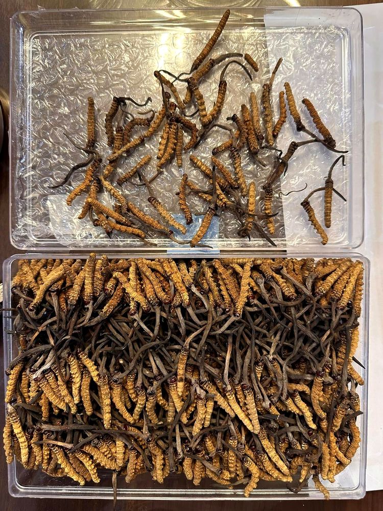 Sorting and grading trays of wild Cordyceps Sinensis