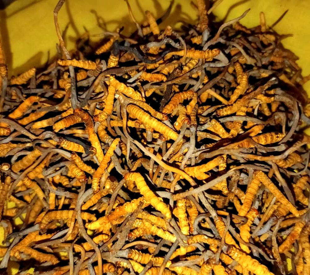 Dense pile of golden wild Cordyceps Sinensis