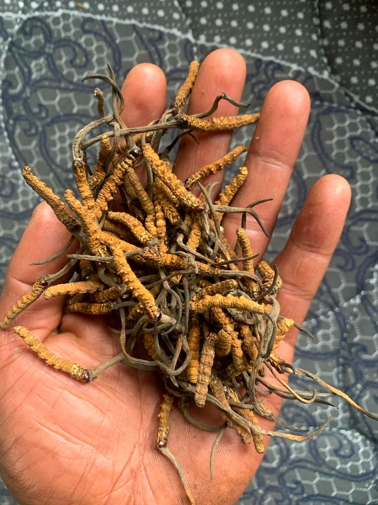 Cordyceps sorted and prepared with care