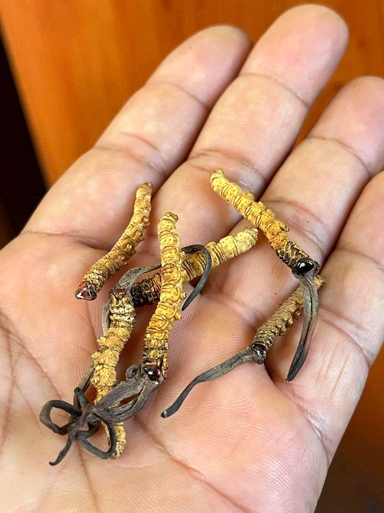 Handful of premium wild Bhutan Cordyceps