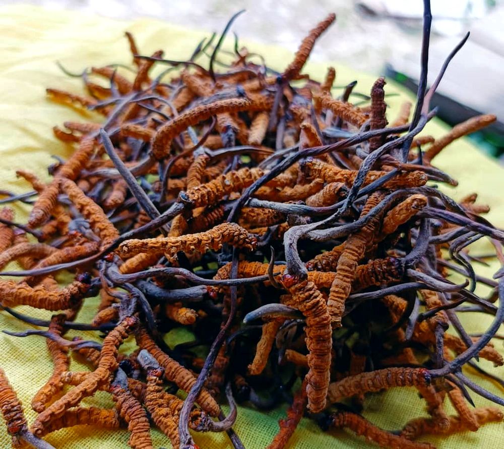 Pile of wild Himalayan Cordyceps Sinensis ready for grading