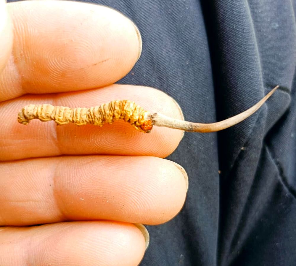 Close-up of a golden wild Cordyceps Sinensis specimen