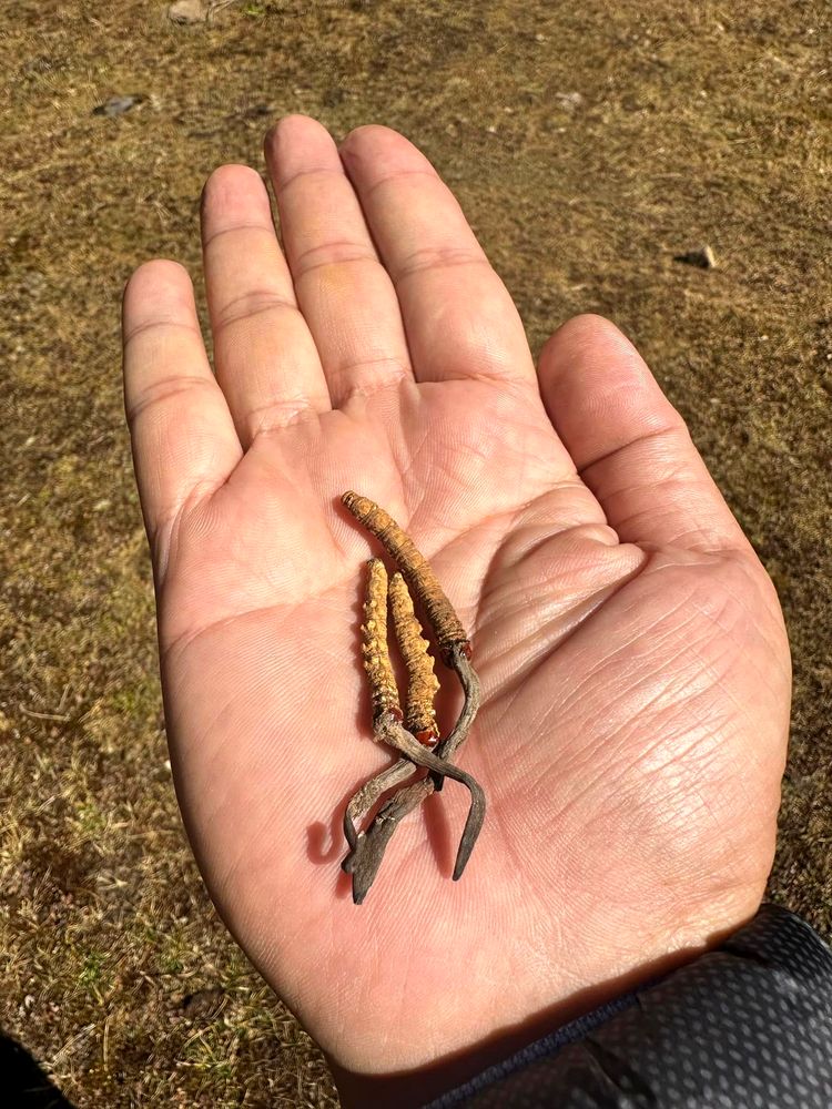 Wild Cordyceps Sinensis found in its natural alpine habitat in Bhutan