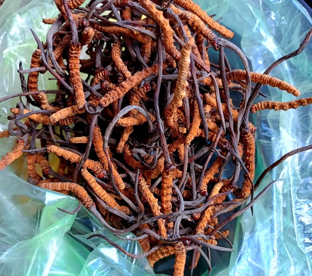 Cordyceps harvested in the Bhutanese highlands
