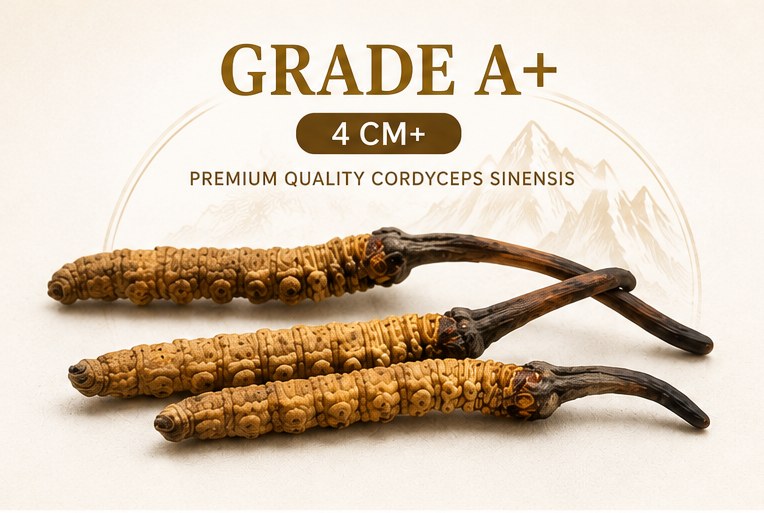Premium Bhutan Cordyceps, Grade A+, 4cm and above