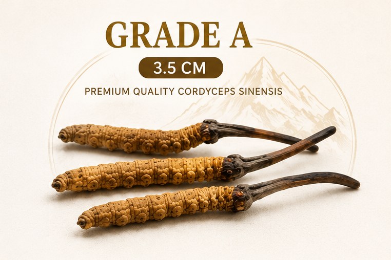 Premium Bhutan Cordyceps, Grade A, 3.5cm