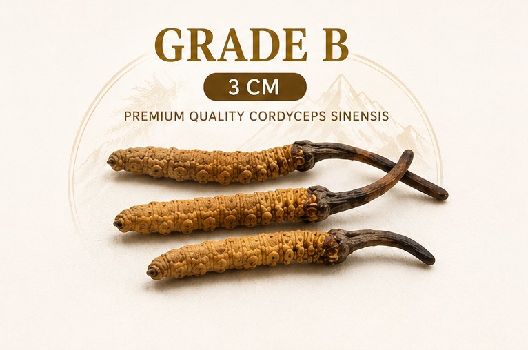 Bhutan Cordyceps, Grade B, 3cm
