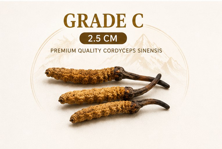 Bhutan Cordyceps, Grade C, 2.5cm